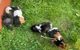 Guinea Pig rodents for sale: 4 baby male guinepigs  - Image 7