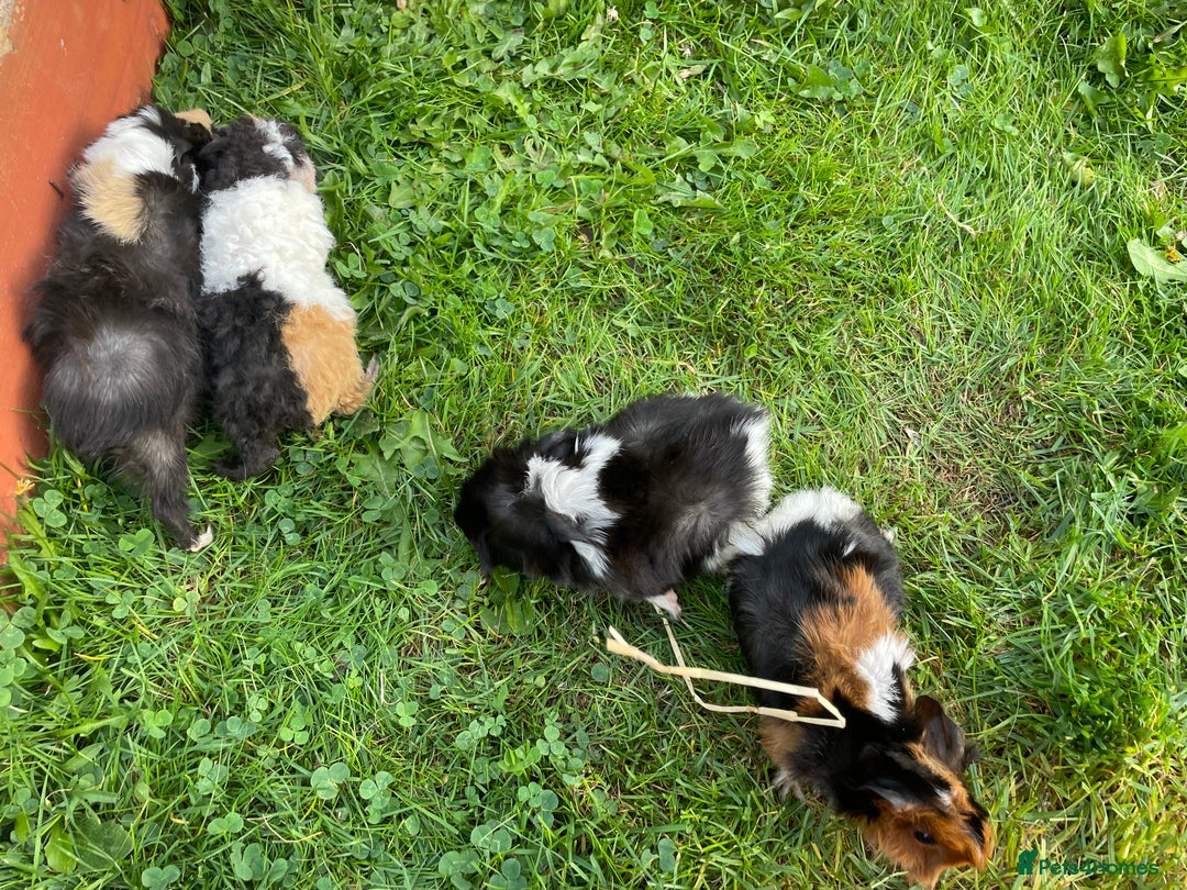 Guinea Pig rodents for sale: 4 baby male guinepigs  - Image 7