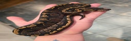 Python Snake reptiles for sale: Royal/ball pythons young to adult - Advert 3