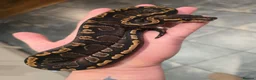 Python Snake reptiles for sale: Royal/ball pythons young to adult - Advert 3