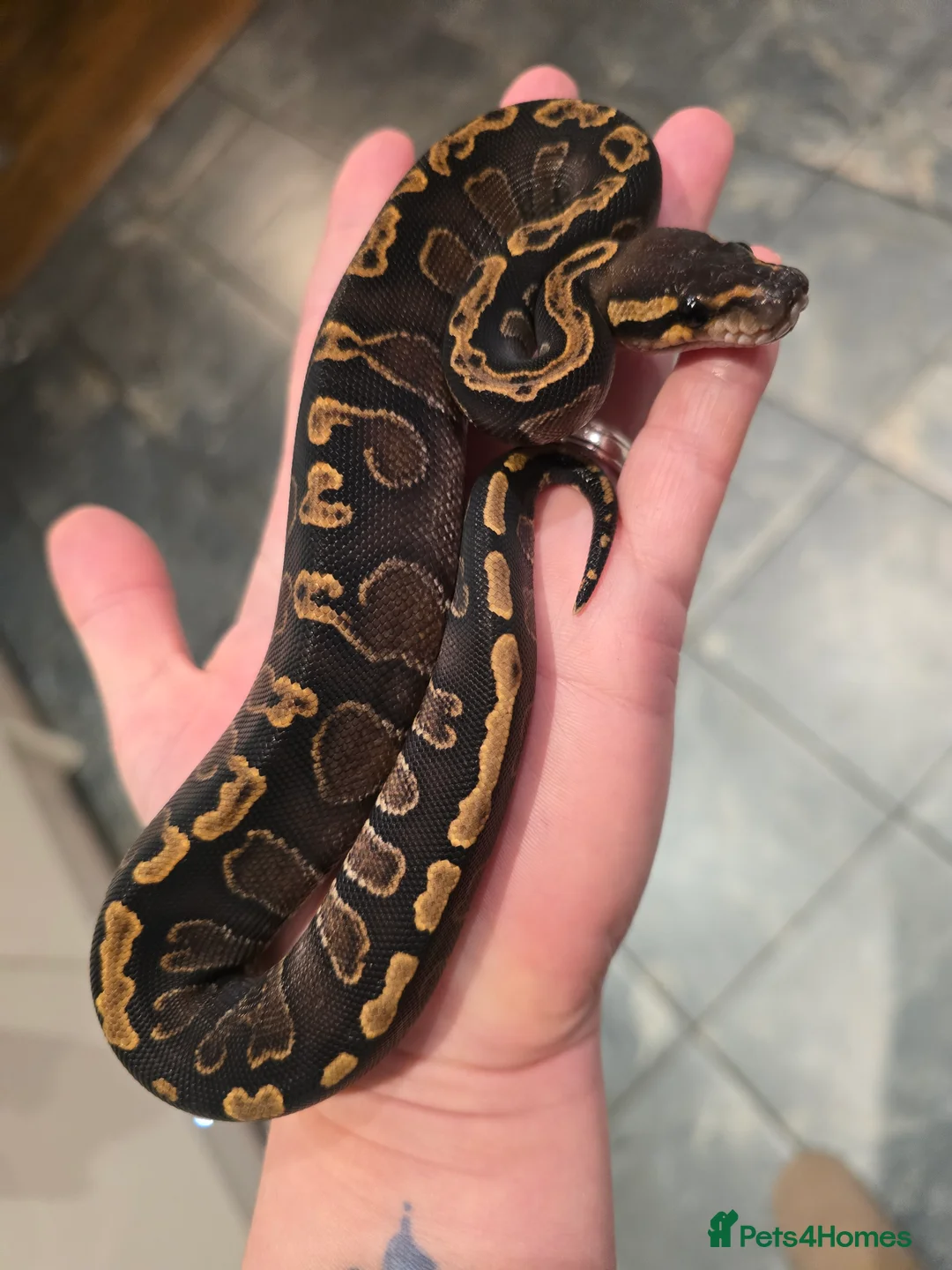 Python Snake reptiles for sale: Royal/ball pythons young to adult - Advert 3