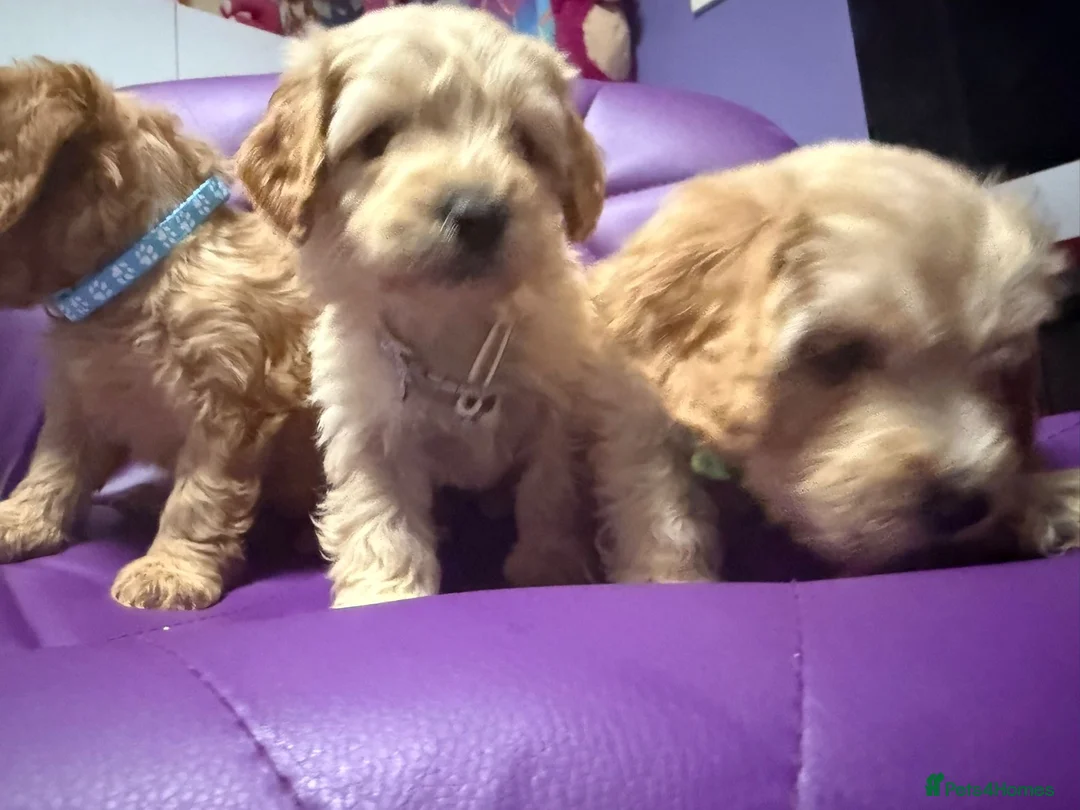 Cockapoo dogs for sale: Beautiful puppies  - Advert 4