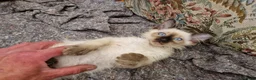 Siamese cats for sale: Old Style Siamese Kittens For Sale in Abingdon - Advert 26