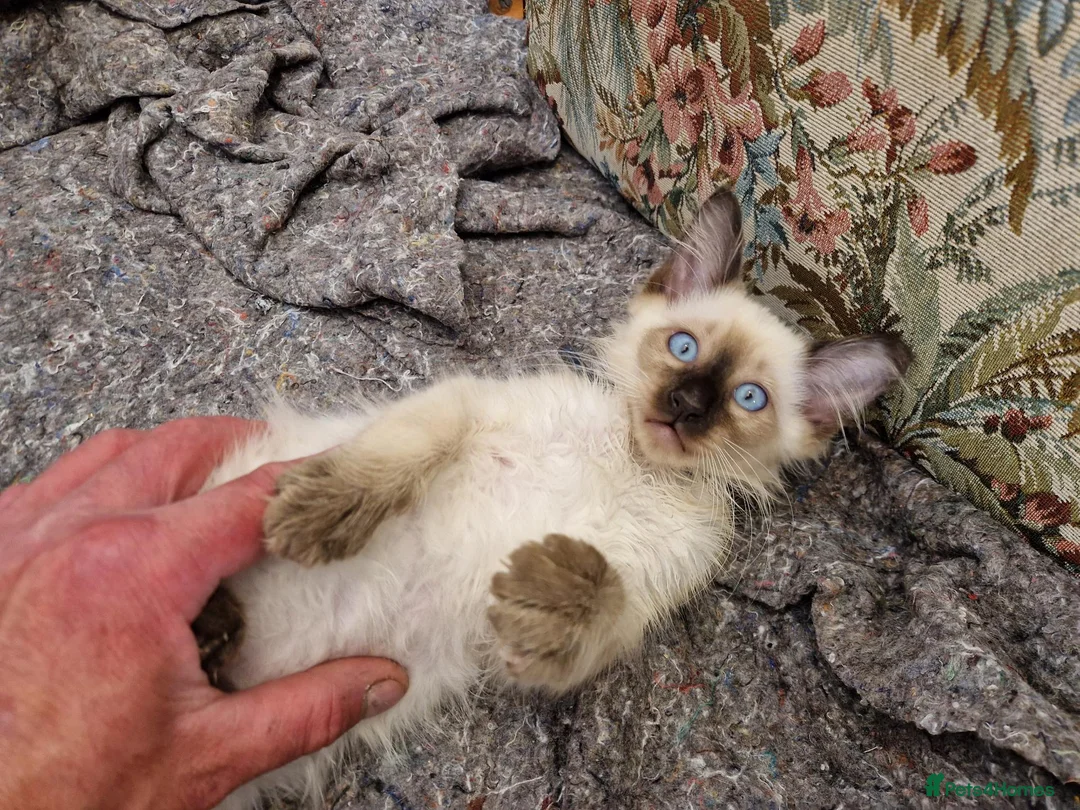 Siamese cats for sale: Old Style Siamese Kittens For Sale in Abingdon - Advert 26