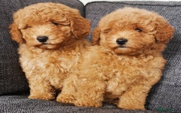 Toy Poodle dogs for sale: Fabulous KC health tested toy poodles  - Image 3