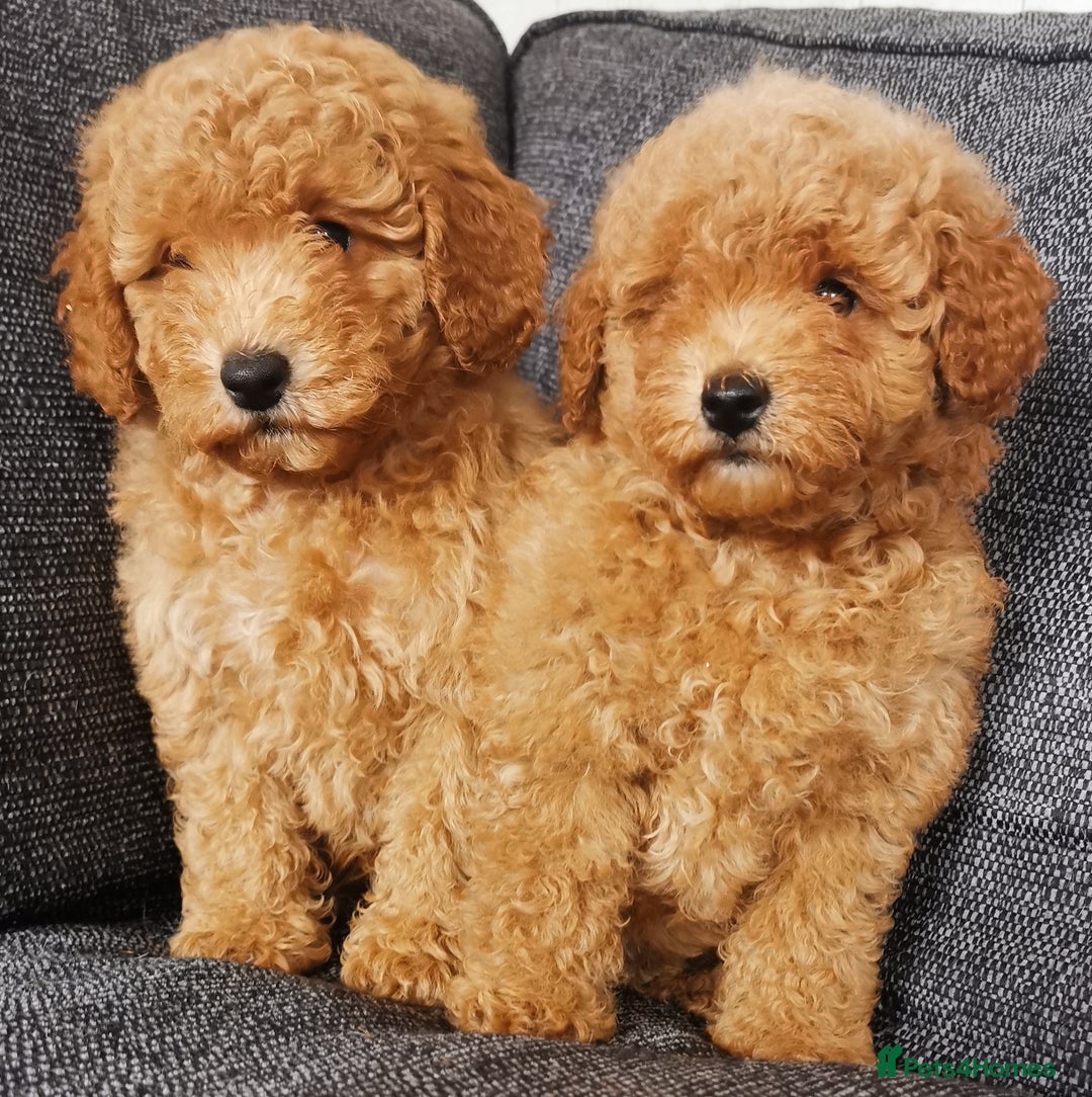Toy Poodle dogs for sale: Fabulous KC health tested toy poodles  - Image 3