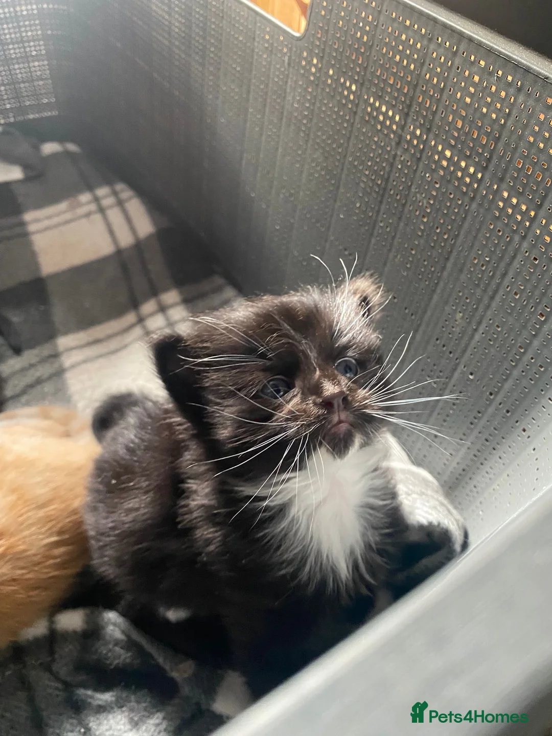 Mixed Breed cats for sale: Please read full ad - Advert 10