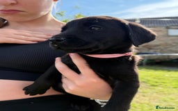 Labrador Retriever dogs for sale: KC Registered Black Labrador Pups 🐾 - Image 37