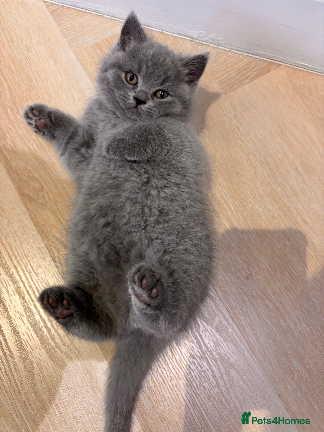 British Shorthair cats for sale: British shorthair kittens  - Advert 2