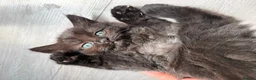 Mixed Breed cats for sale: Beautiful mixed-breed kittens! - Advert 6