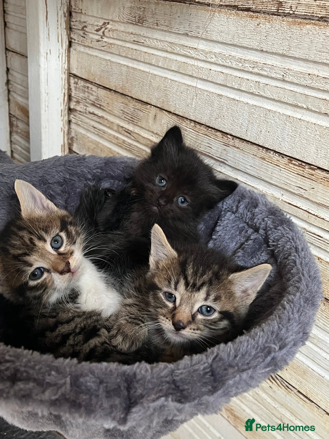 Mixed Breed cats for sale: Last of litter looking for a home - Image 5