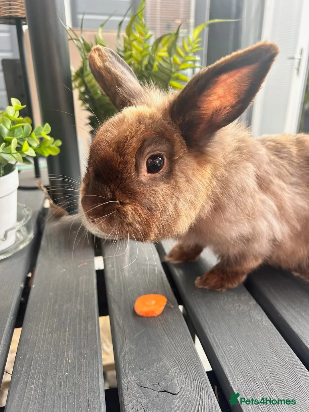 Lionhead rabbits for sale: 2 Rabbits in Doncaster - Advert 4