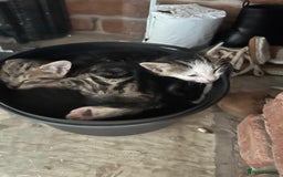 Domestic Shorthair cats for sale: beautiful tabby and black and white kittens - Image 6