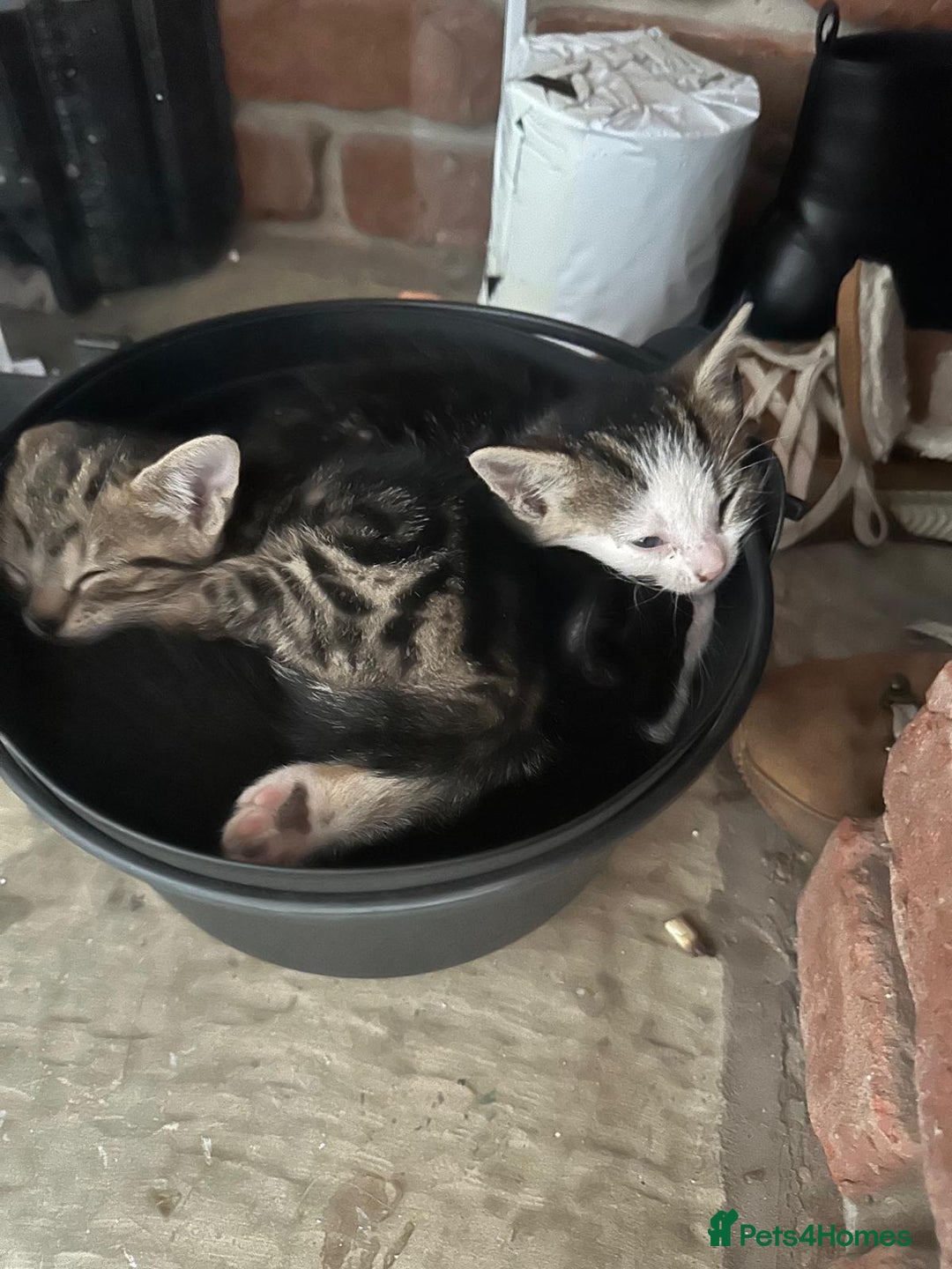 Domestic Shorthair cats for sale: beautiful tabby and black and white kittens - Image 6
