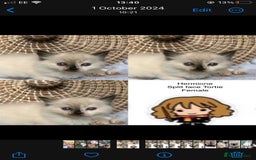 Ragdoll cats for stud: Rare Flame Point Ragdoll for stud - Image 9