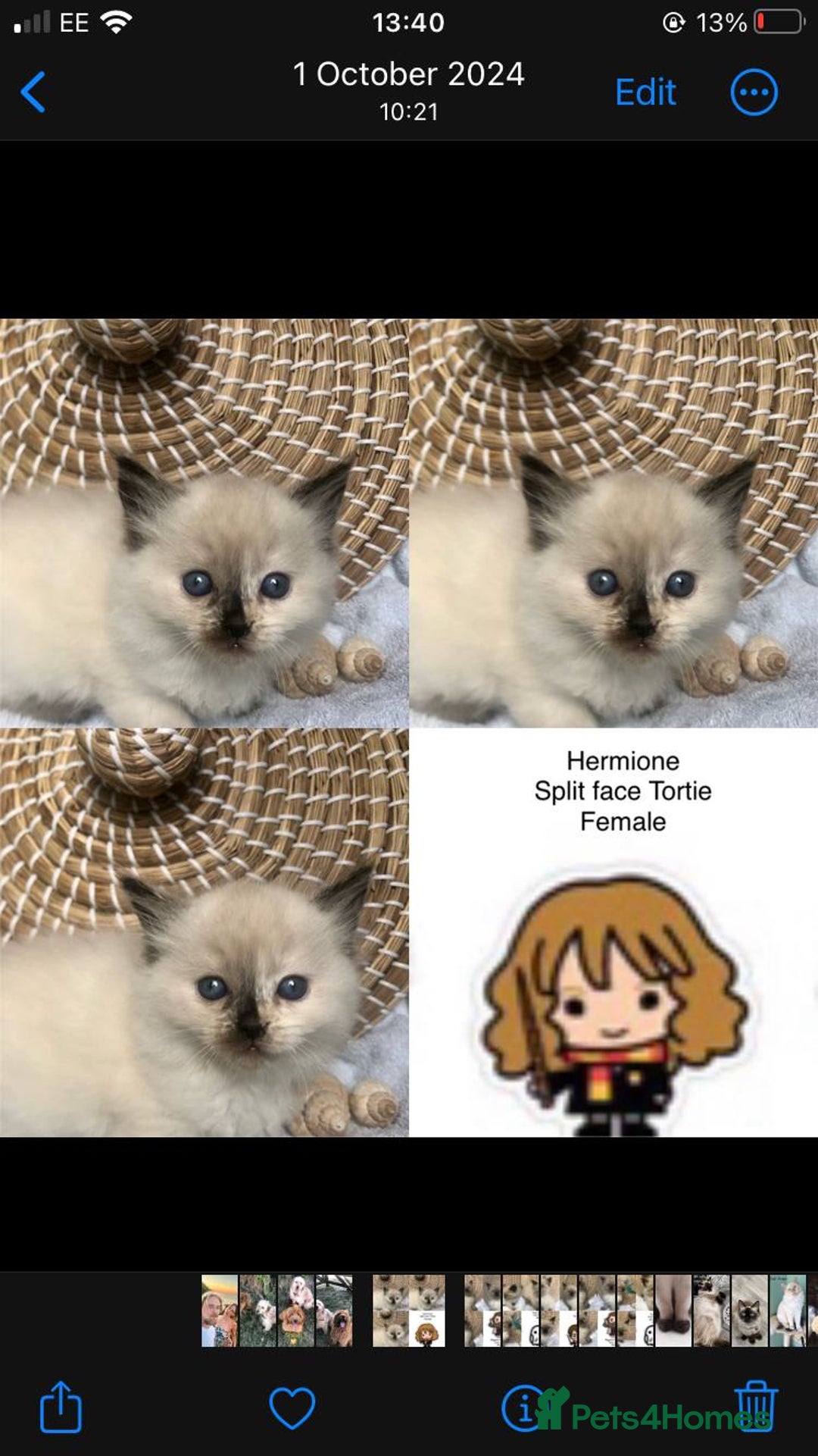 Ragdoll cats for stud: Rare Flame Point Ragdoll for stud - Image 9