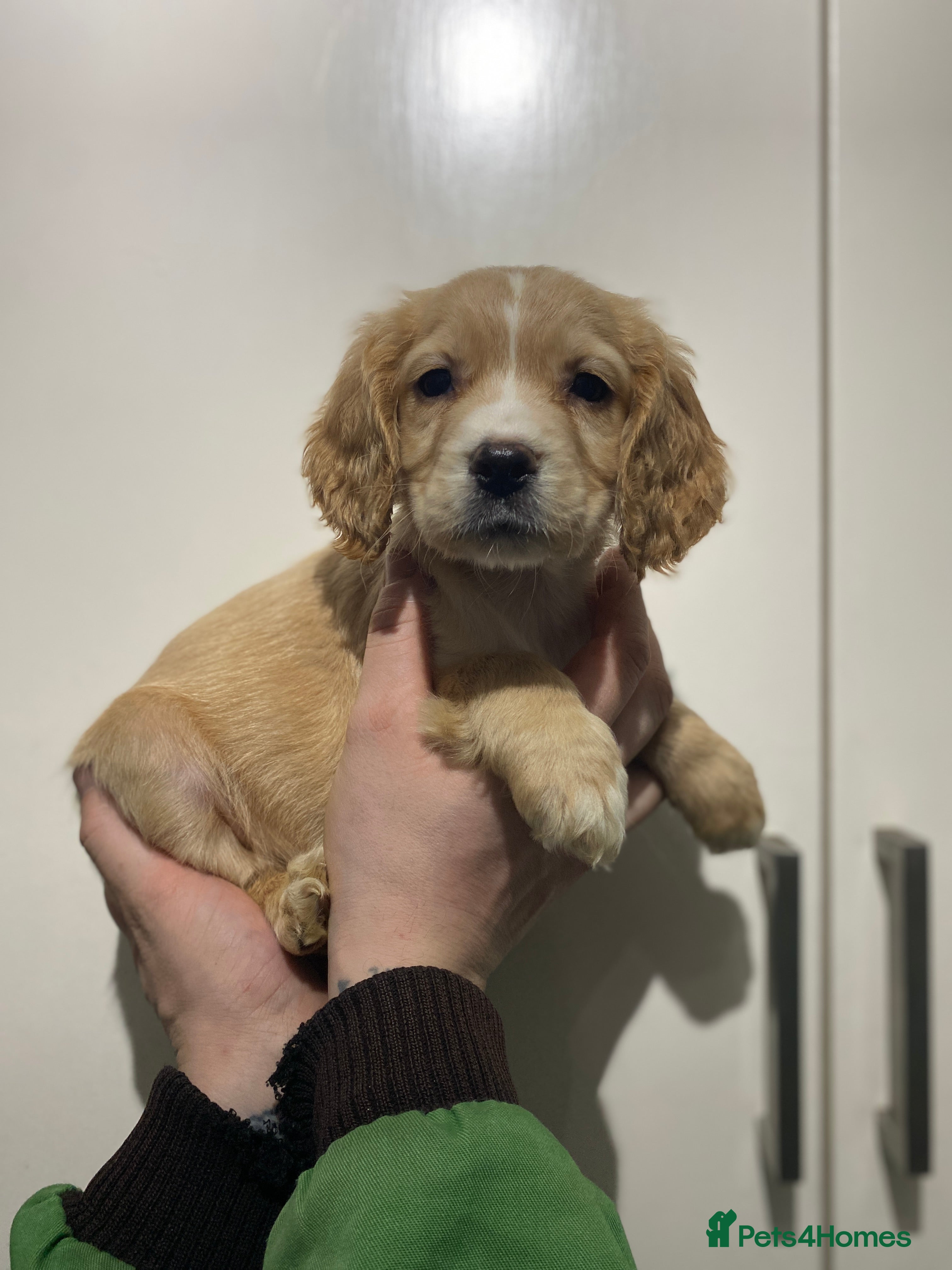 Cocker Spaniel dogs Cocker spaniel puppies for sale  - Advert 2