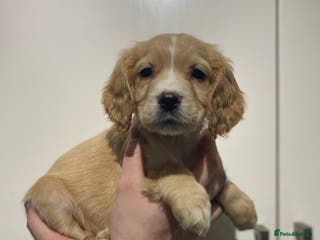 Cocker Spaniel dogs Cocker spaniel puppies for sale - Advert 2