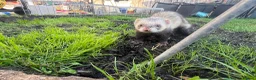 Ferret rodents for sale: Male ferret  - Advert 3