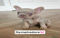 French Bulldog dogs for sale: French bulldog pups  - Image 13