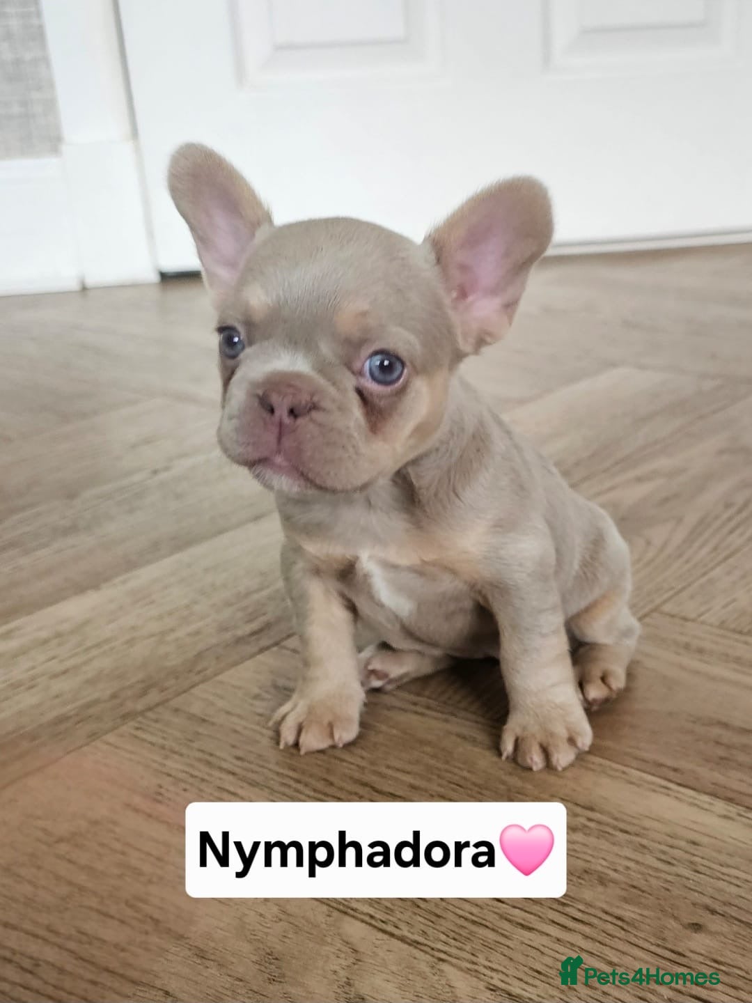 French Bulldog dogs for sale: French bulldog pups  - Image 13
