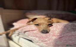 Italian Greyhound dogs for stud: Tiny stud with larger than life personality  - Image 3