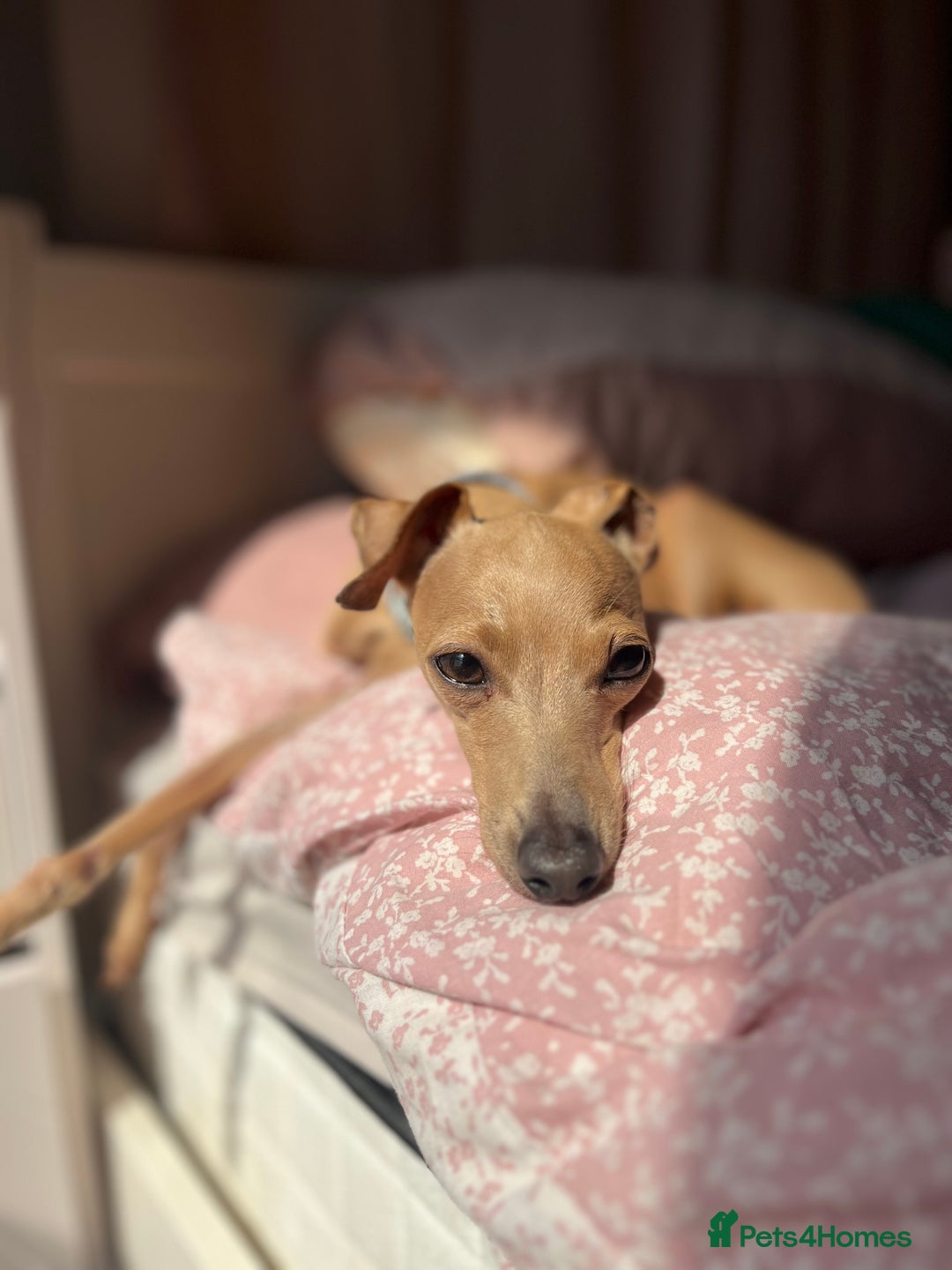 Italian Greyhound dogs for stud: Tiny stud with larger than life personality  - Image 3