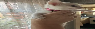 Mixed Breed 1