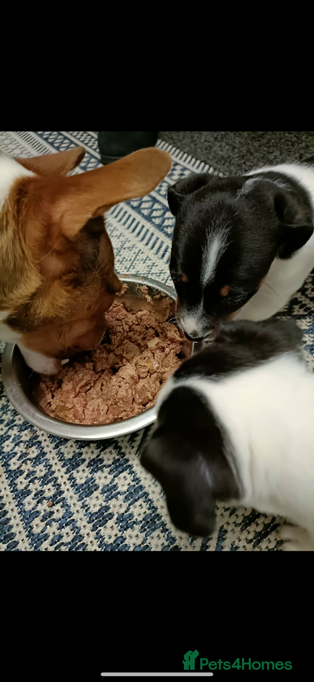 Jack Russell dogs for sale: Jack Russell Puppies - Advert 5