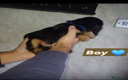 Cocker Spaniel dogs for sale: Cocker spaniels  - Image 7
