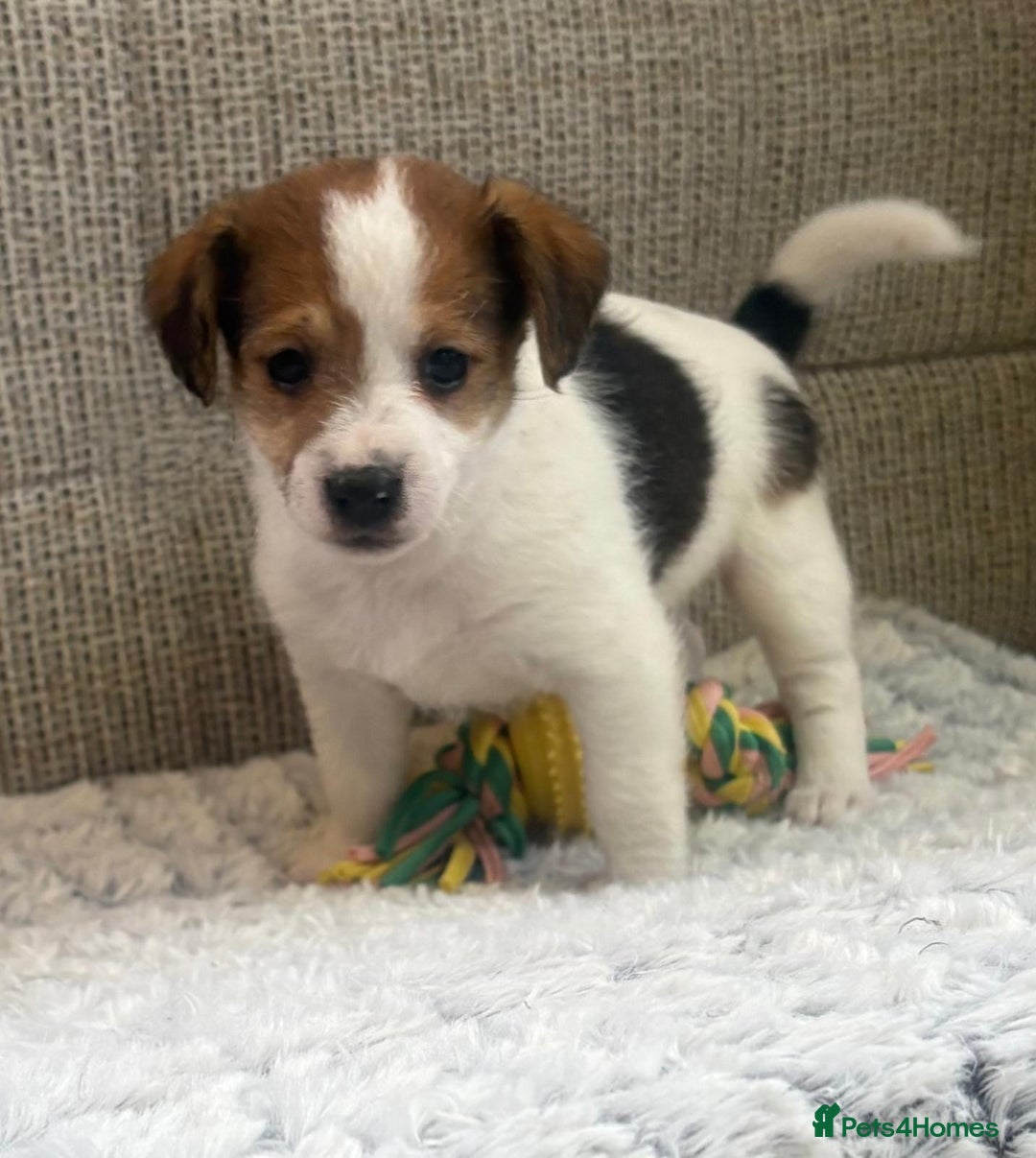 Jack Russell dogs for sale: Gorgeous short-legged Jack Russell Puppies! - Advert 22