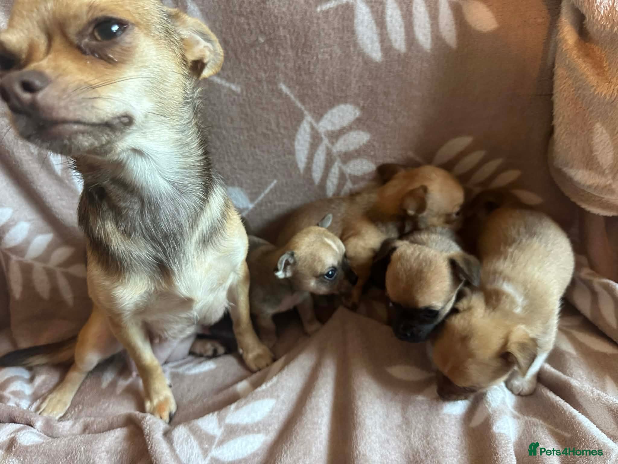 Chihuahua dogs Chihuahua pups - Advert 11