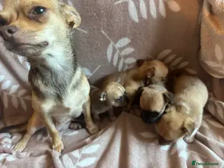 Chihuahua dogs Chihuahua pups - Advert 11