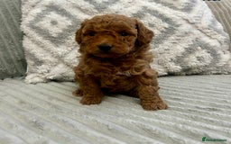 Maltipoo dogs for sale: ✨ Adorable Tiny Maltipoo Puppies For Sale! ✨  - Image 2