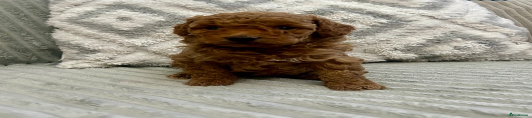 Maltipoo Puppy 2