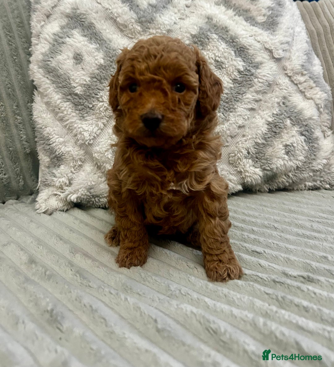 Maltipoo dogs for sale: ✨ Adorable Tiny Maltipoo Puppies For Sale! ✨  - Image 2
