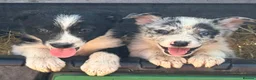 Border Collie dogs for sale: 7 beautiful border collie pups  in Newtown - Advert 14