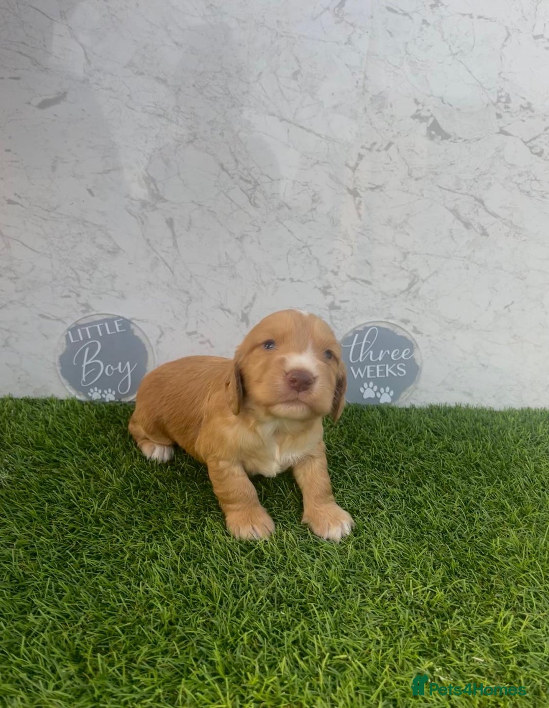 Cocker Spaniel dogs for sale: 🐾 Reservation list now open🐾 - Image 5