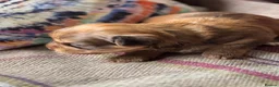 Yorkshire Terrier dogs for sale: Super Health tested Ocean Pearl /coloured Yorkies  - Advert 2