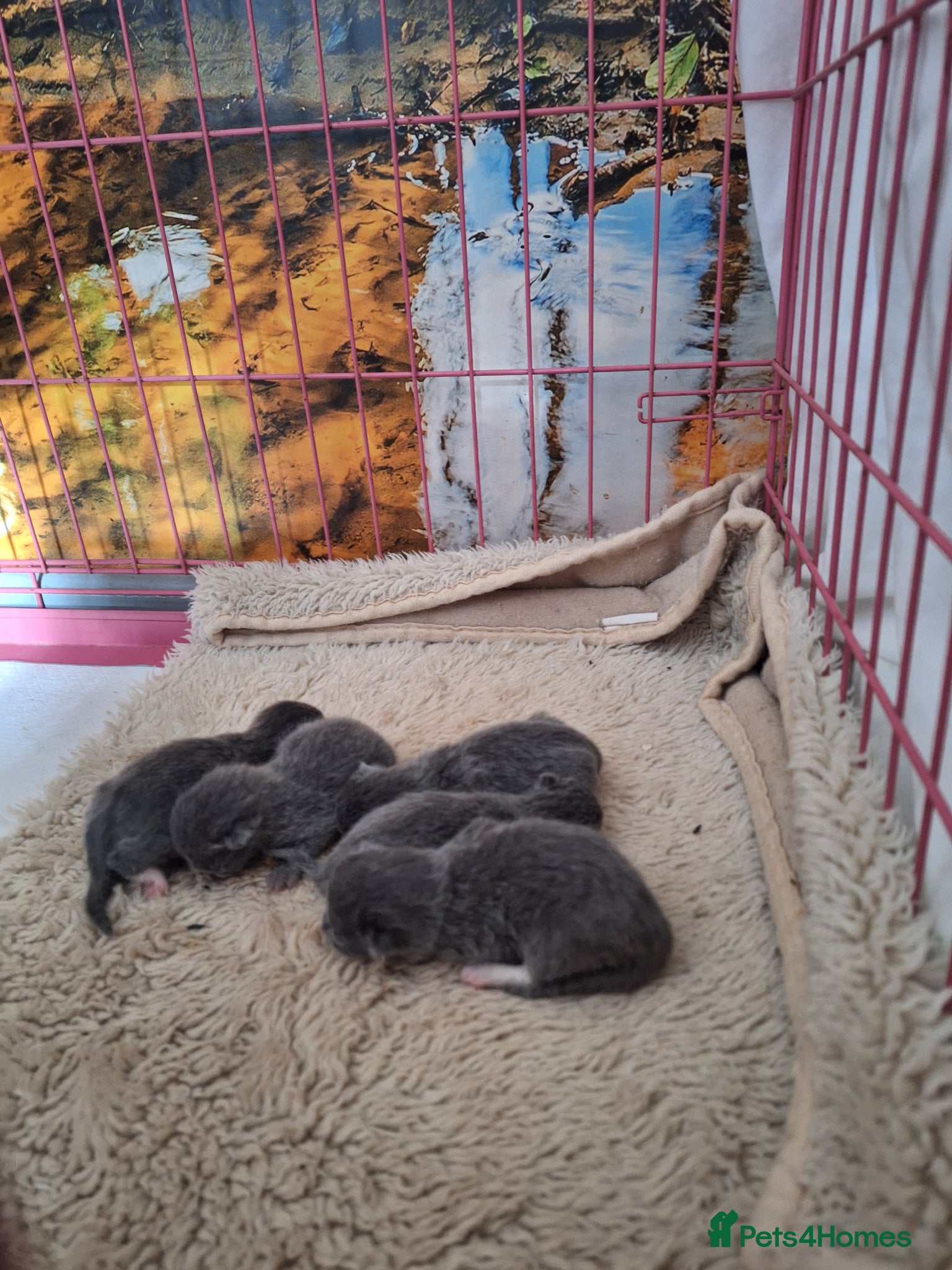 British Shorthair cats British shorthair kittens  - Advert 4