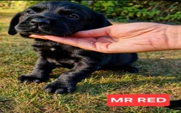 Cockerdor dogs for sale: 🐾FULL HEALTH TESTED BLACK COCKERDORS FOR SALE🐾 in Market Drayton - Image 17