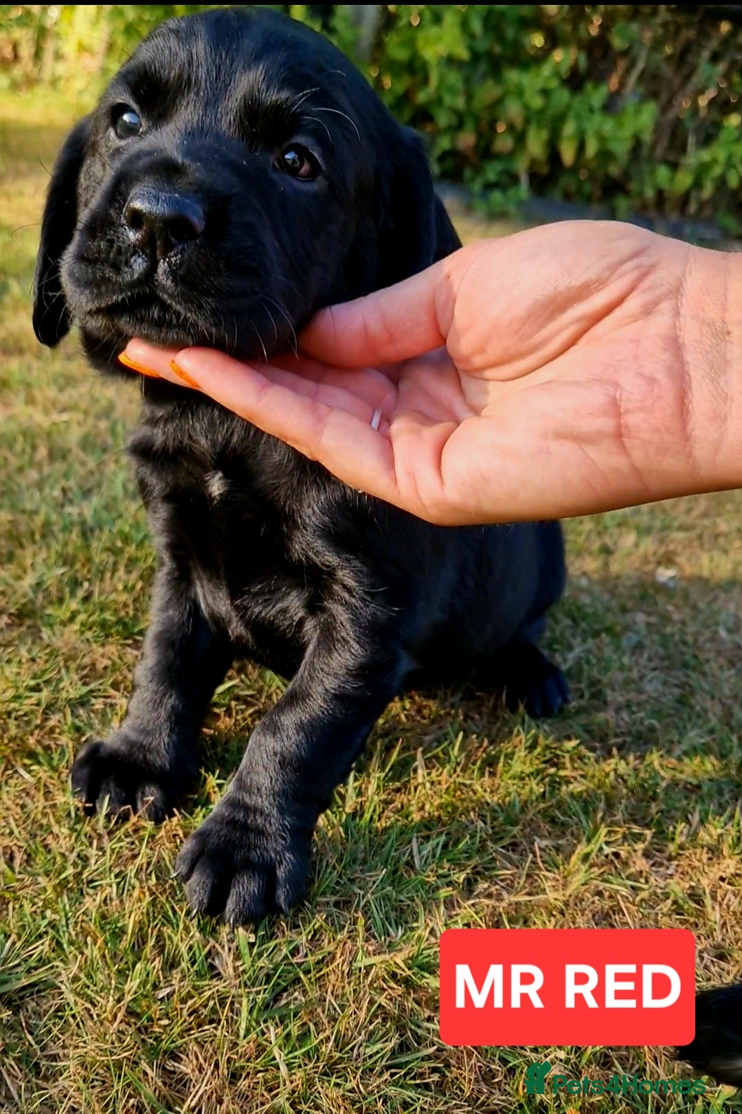 Cockerdor dogs for sale: 🐾FULL HEALTH TESTED BLACK COCKERDORS FOR SALE🐾 in Market Drayton - Image 17
