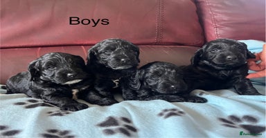 Cockapoo dogs - Advert 8