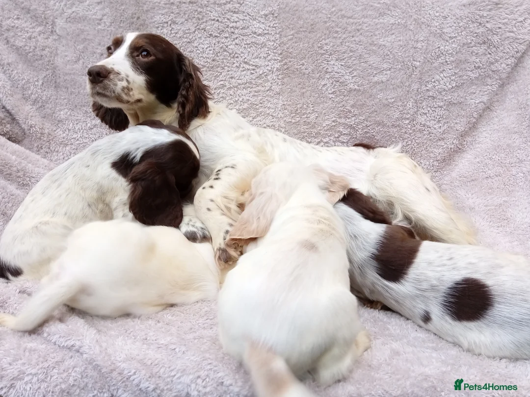 Cocker Spaniel dogs for sale: Cocker spaniel puppies. - Advert 2