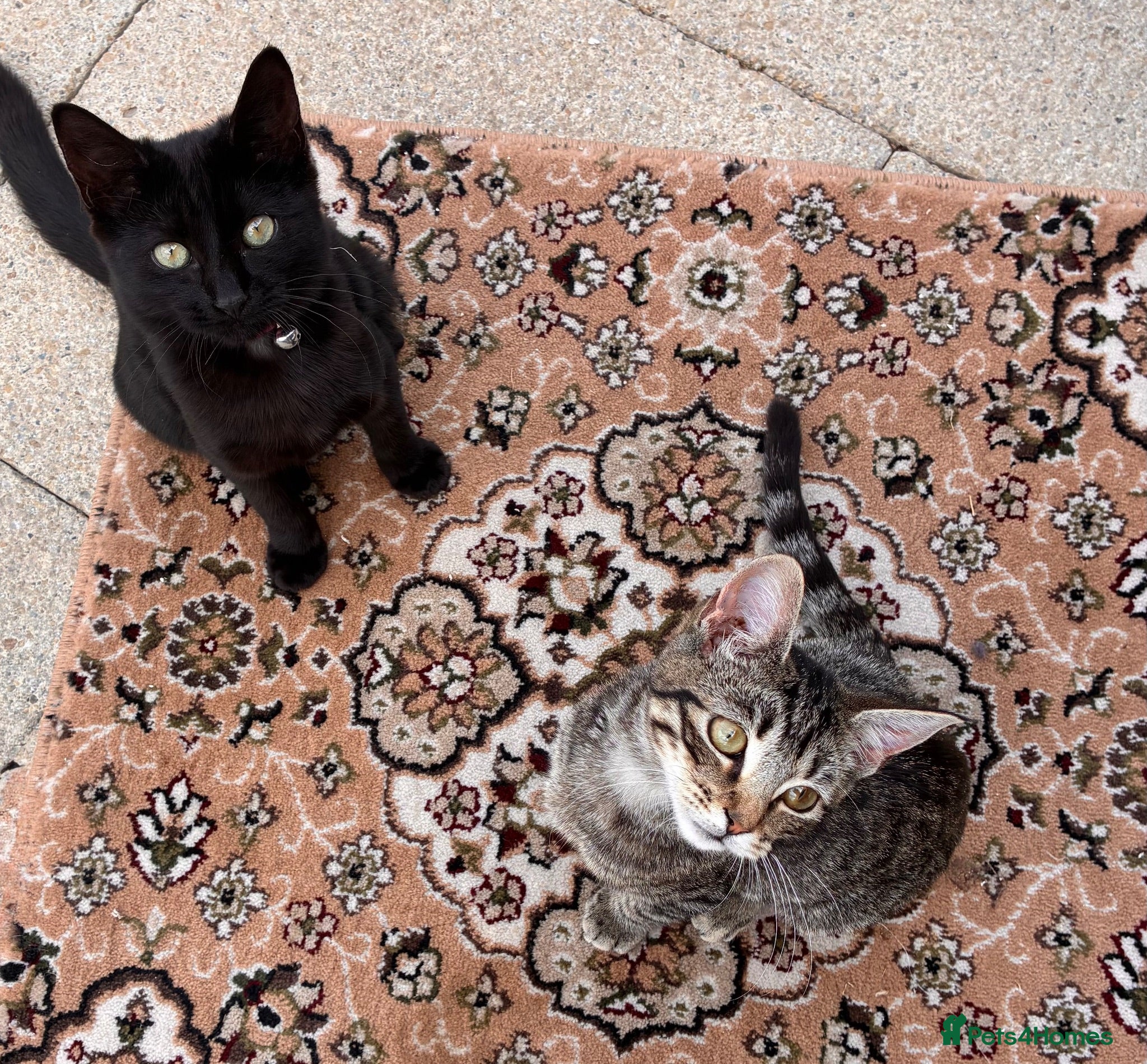 Mixed Breed cats Last 2 remaining kittens  - Advert 13
