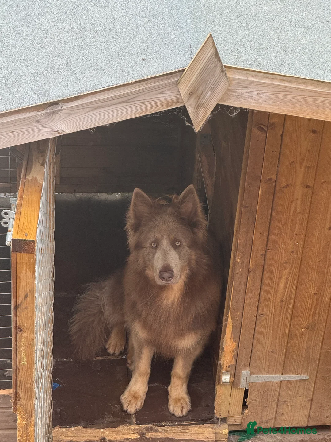 German Shepherd dogs for stud: Sabre, big strong straight backed DMclear male GSD in Stoke-on-Trent - Advert 21