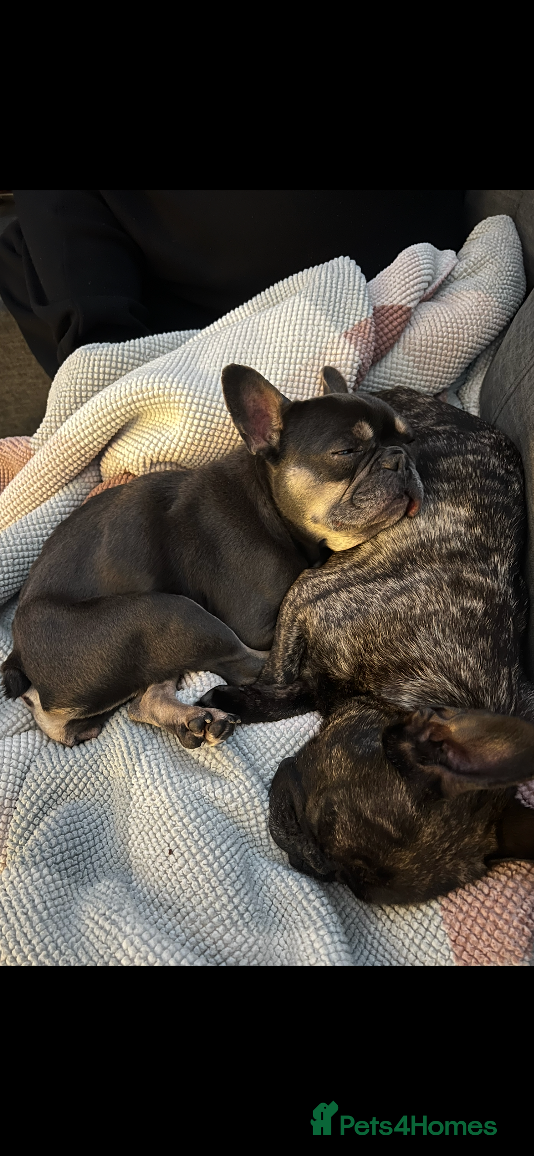 French Bulldog dogs for sale: Hugo and Nova  - Image 9