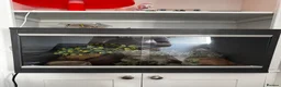 Leopard Gecko reptiles for sale: 8 year old leopard gecko + full set up  in Esher - Advert 3
