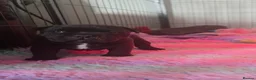 Staffordshire Bull Terrier dogs for sale: Blue / Black Staffordshire bull terrier puppies - Advert 2