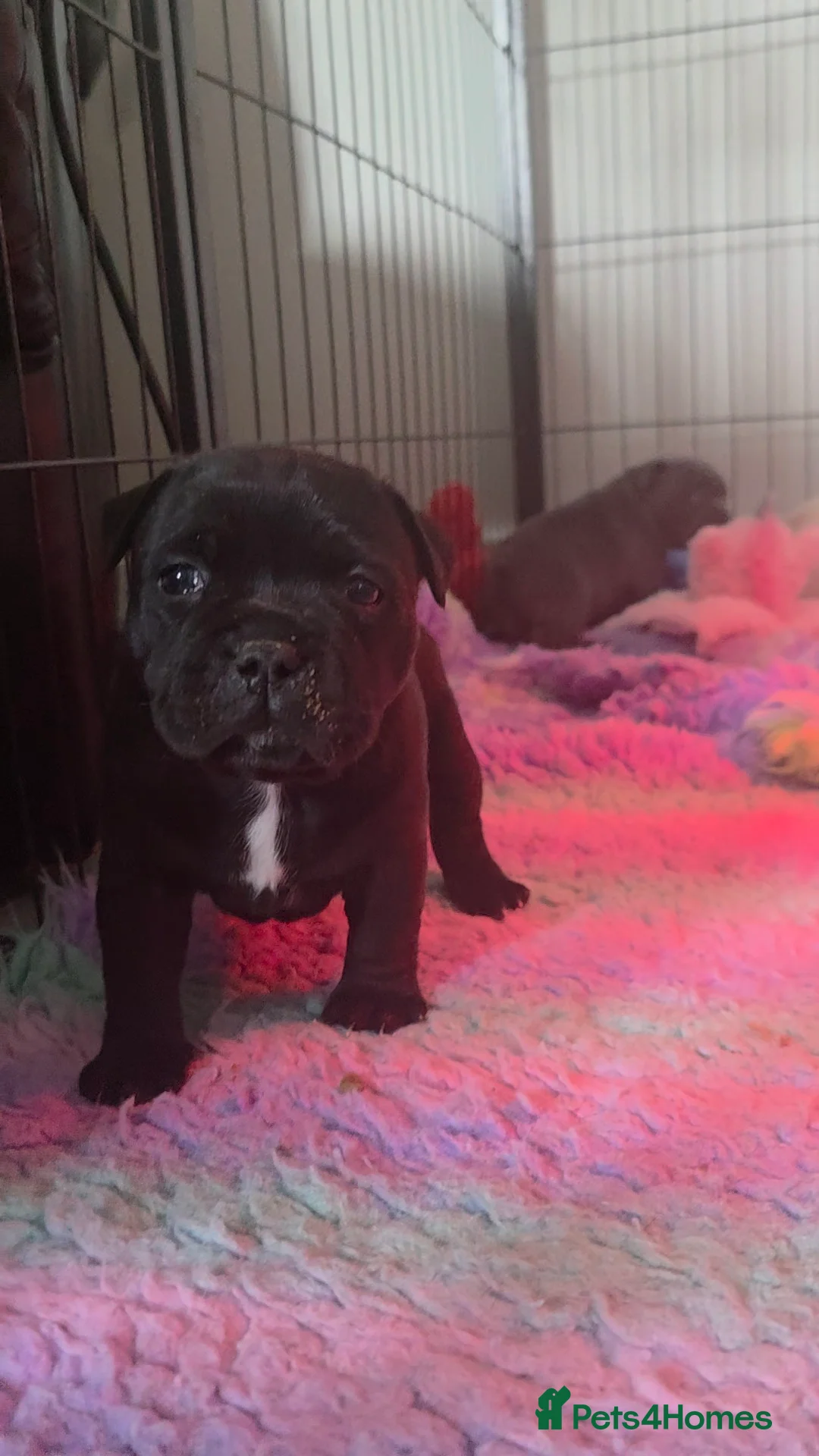 Staffordshire Bull Terrier dogs for sale: Blue / Black Staffordshire bull terrier puppies - Advert 2